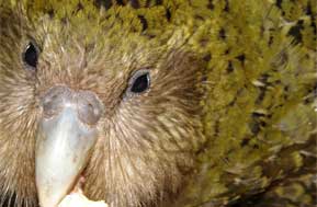 kakapo up close